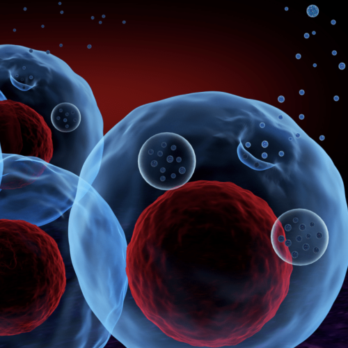 how does exosomes transit through cell